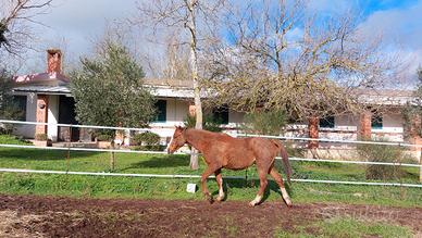 Puledro anglo-arabo del 2023