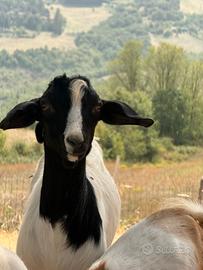 Becco di 5 mesi senza corna 