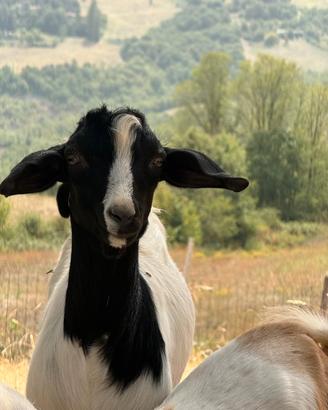 Becco di 5 mesi senza corna 