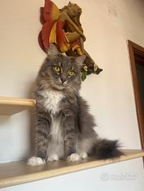 Gatto siberiano