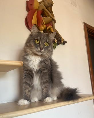 Gatto siberiano