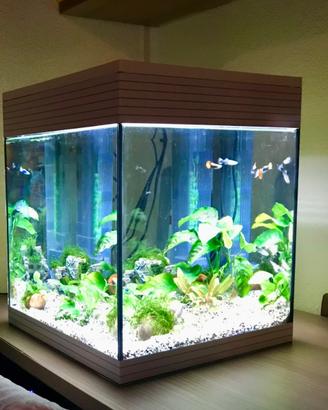 Acquario Askoll Pure M