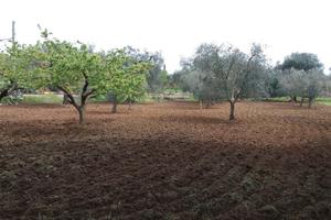 Terreno agricolo edificabile