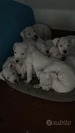 Cuccioli Dogo Argentino