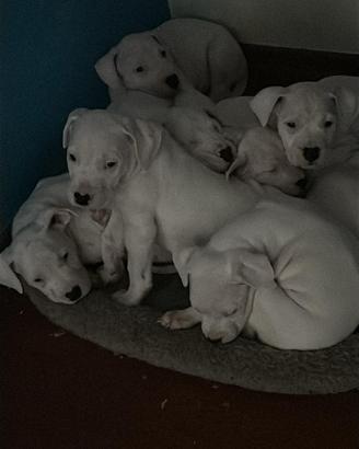 Cuccioli Dogo Argentino