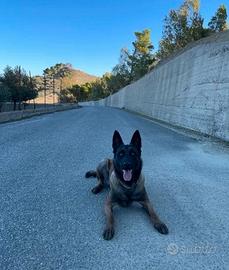 Pastore belga malinois