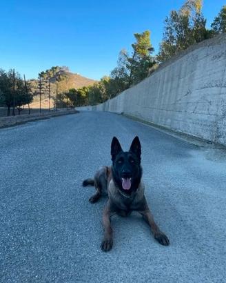 Pastore belga malinois
