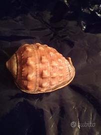 conchiglia 