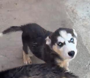 Siberian Husky cucciolo