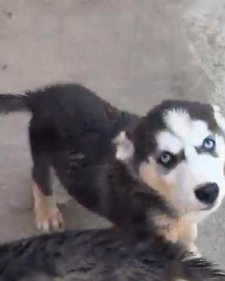 Siberian Husky cucciolo