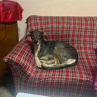 Cane meticcio