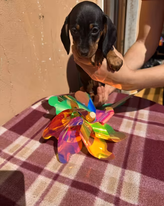 Cuccioli di bassotto color nero focato 