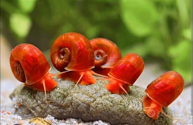lumache e pesci per acquario 
