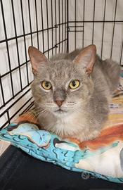 COOKIE sei un micio splendido