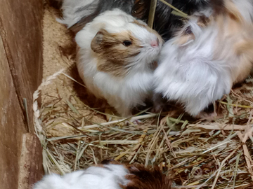 Porcellini d'india due razze