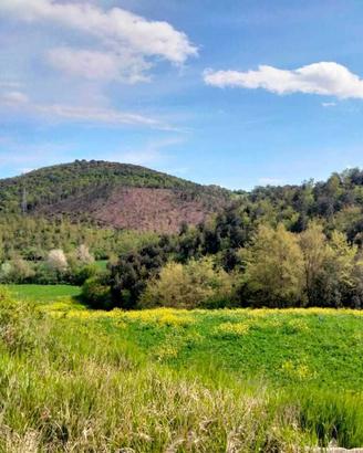 Area verde a Amelia