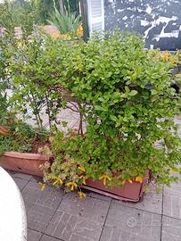 piante fioriere vasi siepe giardino terrazzo