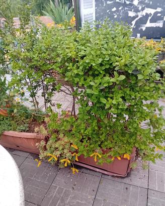 piante fioriere vasi siepe giardino terrazzo