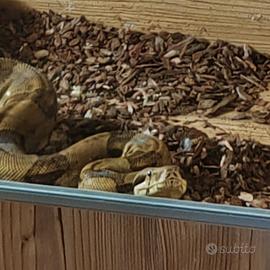 Boa constrictor imperator