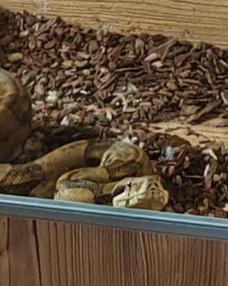 Boa constrictor imperator