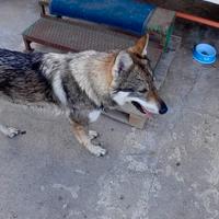 Lupo cecoslovacco