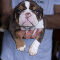 Cuccioli old english bulldog