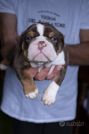 Cuccioli old english bulldog