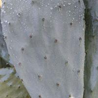 Pala fico d'india 4 pezzi.