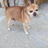 Coppia di Chiwawa