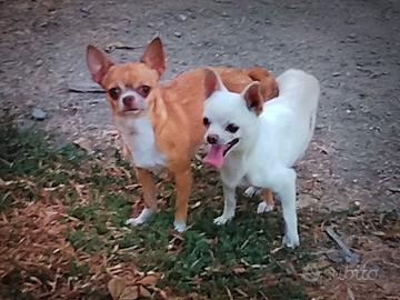 Maschio chihuahua bianco