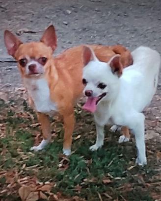 Maschio chihuahua bianco