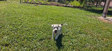 Cucciola di jack Russell