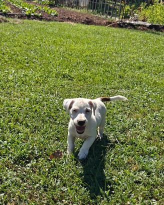 Cucciola di jack Russell