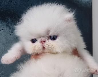 Cuccioli persiani ad alta genealogia