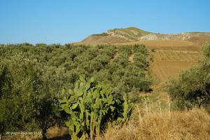 Uliveto Nocellara Etnea (contrada Rinaudo)