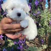 Cuccioli di Maltese