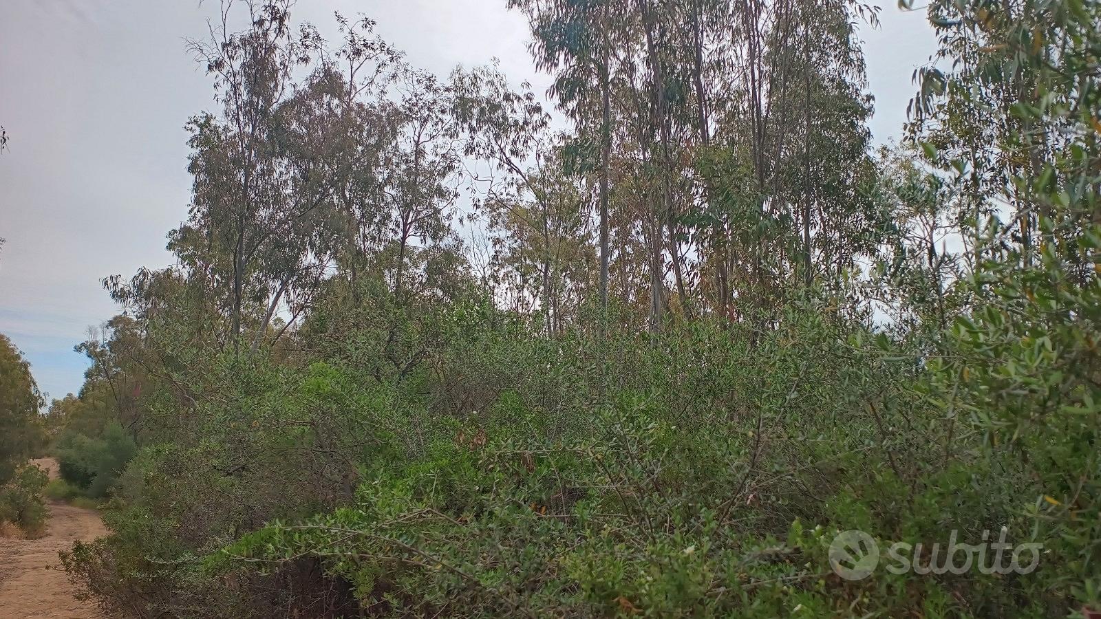 Terreno con eucaliptus - Vista 5