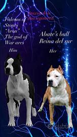 American staffordshire terrier