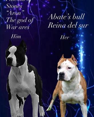 American staffordshire terrier