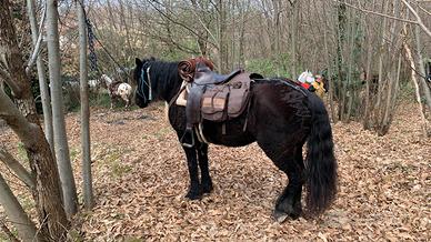 Cavalla da trekking