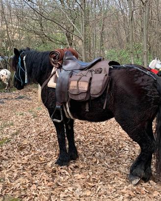 Cavalla da trekking
