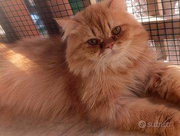 Gatto stupendo