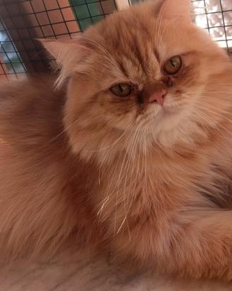 Gatto stupendo
