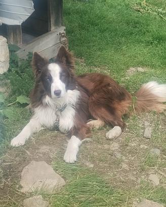 Border collie