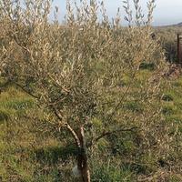 Terreno adibito ad uliveto di circa 4.000
