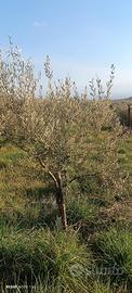 Terreno adibito ad uliveto di circa 4.000