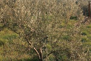 Terreno adibito ad uliveto di circa 4.000