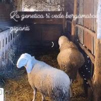 Agnellone bergamasco ARR