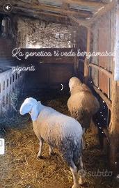 Agnellone bergamasco ARR