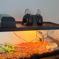 Terrario/paludarium zoomed